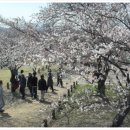 화사한 벚꽃 향기와 함께하는 체험 한마당 <제17회 사천 와룡문화제> 이미지