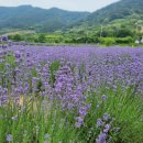 사라실 라벤더 단지 이미지