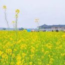 이동생태마을 앞 건너편 교통섬 | 경상도 유채꽃 명소 추천 4월 나들이 가기 좋은 노란 꽃밭 숨은 스팟 베스트 5