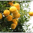 황금푸드 이미지