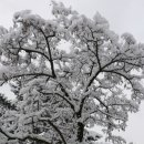 안미초등학교 이미지