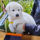 진도개패밀리 이미지