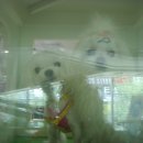 진이애견 이미지