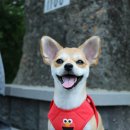 털찐이