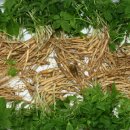 삼애식품 이미지