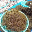 금호시장 이미지