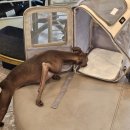 아띠아지 이미지