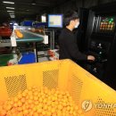 제주감귤농업협동조합 농산물산지유통센터(1유통) 이미지