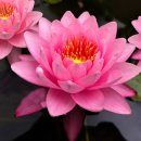 시암 엔젤 수련(Siam Angel Water Lily) 이미지