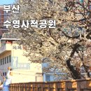 3호선 망미역 | 부산 뚜벅이 수영사적공원 매화 산산수유 실시간 개화상황 포토존 위치 가는법