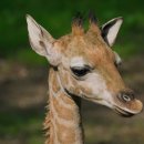 시니어모델워킹 이미지