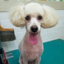 쥬니애견 이미지