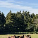 청룡목장 이미지