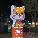 펫클럽충주