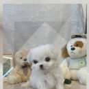 제천동물보호센터 이미지