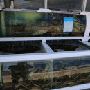 대게나라 앞 이미지