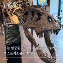 수원 행궁동 쥬라기 공룡 카페 추천 렉스프레소뮤지엄 후기