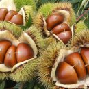 만성목장 이미지