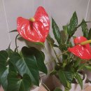 서울한스마일치과의원 이미지