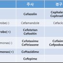 항생제 술 시간 먹고 술 처방 종류 알아보기 이미지