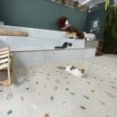 놀면묘하냥 고양이카페 이미지