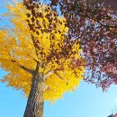 후기: 2025.11.17 (1차) 익산 고스락항아리정원/하림치킨투어/나바위성지 이미지