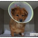 미드미 동물의료센터 이미지