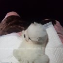 루이펫독 이미지