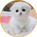 아담스펫 강아지분양 고양이분양 인천본점 이미지