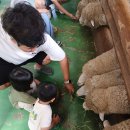 휘게목장 | [24.8.11-13] 평창 휘게 포레스트 가는 길 (feat. 대관령 양떼목장)