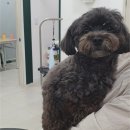 폴인럽 애견&고양이 미용 돌봄&호텔 이미지