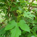 김해봉황초등학교 이미지