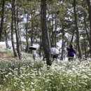 장산도