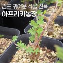 정석농장 | 김포 특이하고 귀여운 식물, 작은 식물 파는 곳 코덱스 전문 아프리카농장