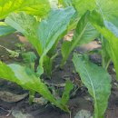 오만농장 이미지