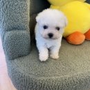 츄츄독 푸들이야기 부산 강아지분양 | 거제강아지분양 소형견 분양