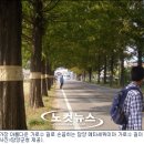 국도24호선가로수 이미지