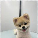 즐거운 애견미용 이미지