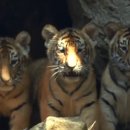 둥이농장 이미지