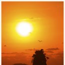 꽃지노을 이미지