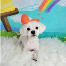 포미펫샵 이미지