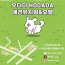 호다다애견유치원 이미지