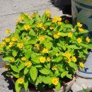 금호식당 이미지