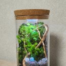 식물101 | 집에서 무드등DIY 추천 테라리움 키트 식물101 후기