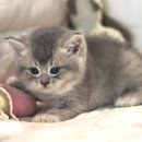 도레미캣 이미지