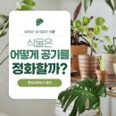 공기청정기 대신 공기정화식물, 우리 집의 작은 습지 | 🍀식물은 어떻게 공기를 정화할까?