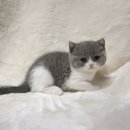 고양이분양 제나캣 화명점 이미지