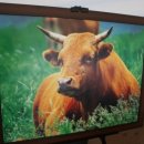 한우의날 이미지