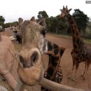 안녕 기린 이미지