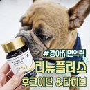 520 | 노령견영양제 리뉴플러스 후코이단&amp;타히보520 후기